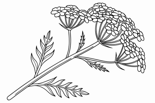 coloring page line art the yarrow flower black vector