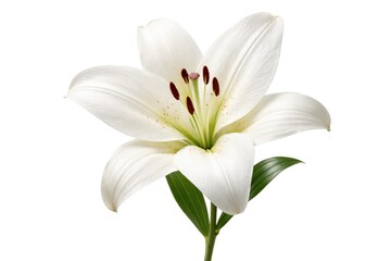 Fototapeta premium Lily flower isolated on a pure white background for editorial header use