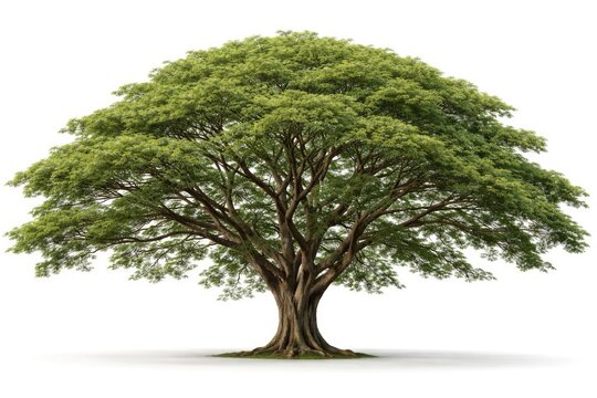 Isolated Samanea saman tree with detailed foliage on white background