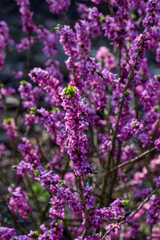 Fototapeta premium Macro shot of Daphne flowers tiny tubular blooms with deep pink petal
