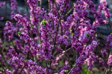 Obraz premium Close‑up of Daphne mezereum vibrant pink flowers densely clustered on a slender branch