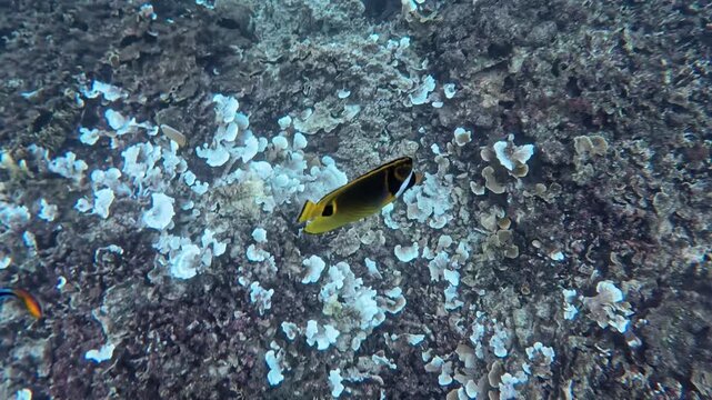 渡嘉敷島の海中風景 サンゴ礁を泳ぐチョウチョウウオなどの色鮮やかな熱帯魚 慶良間諸島 動画素材 4K