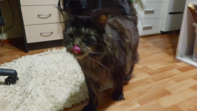 Black longhaired cat sitting on floor near plant and backpack in cozy home office, curious upward gaze, soft rug and warm hardwood, stationary desk drawers and chair visible, calm domestic