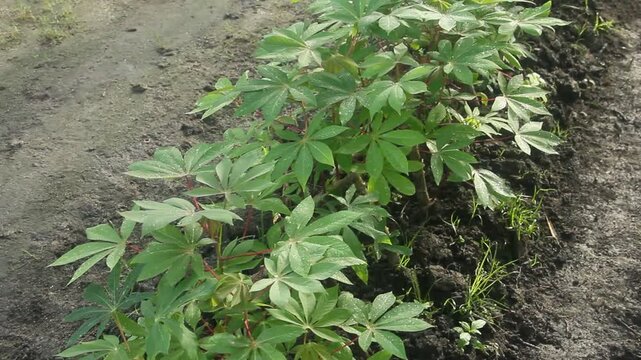 Cassava farming or manihot esculenta showing neatly arranged cassava plants, cassava farming in tropical countries