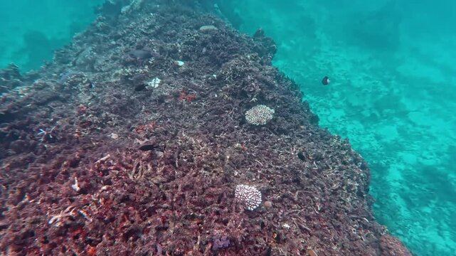 渡嘉敷島の海中風景 サンゴ礁を泳ぐチョウチョウウオなどの色鮮やかな熱帯魚 慶良間諸島 動画素材 4K