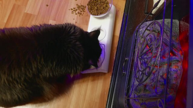Cat eating beside illuminated aquarium with red glow, bowl of kibble on wooden floor, curious watchful posture toward fish and reflection, quiet indoor evening feeding moment