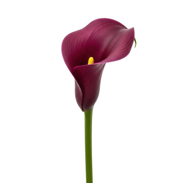A single elegant purple calla lily flower in full bloom with delicate petals