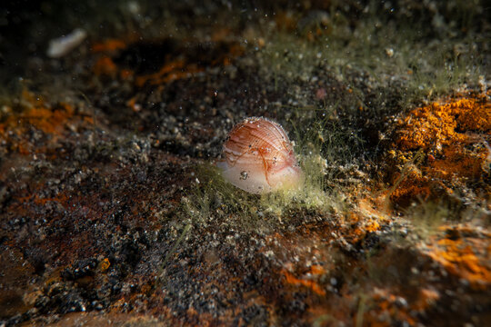 Underwater close up macro photography of nudibranch at sea floor marine life in SCUBA diving in Indonesia