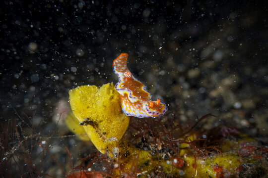 Underwater close up macro photography of nudibranch at sea floor marine life in SCUBA diving in Indonesia