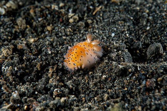 Underwater close up macro photography of nudibranch at sea floor marine life in SCUBA diving in Indonesia