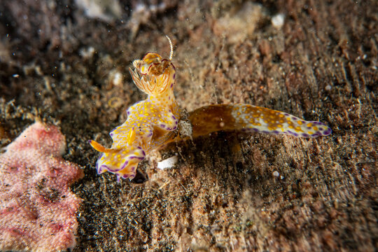 Underwater close up macro photography of nudibranch at sea floor marine life in SCUBA diving in Indonesia