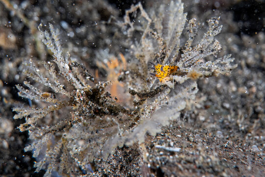 Underwater close up macro photography of nudibranch at sea floor marine life in SCUBA diving in Indonesia