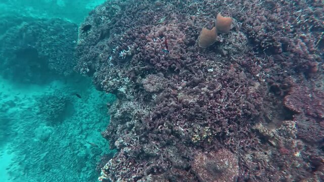 渡嘉敷島の海中風景 サンゴ礁を泳ぐチョウチョウウオなどの色鮮やかな熱帯魚 慶良間諸島 動画素材 4K
