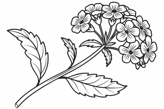 coloring page line art the verbena flower black vector