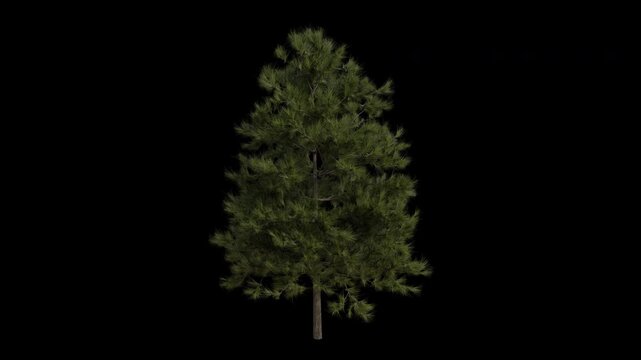 European Larch Tree Swaying in Wind Loop Animation with Alpha Channel. Wind Blows The Common Larch Tree. Larix Decidua Leaves Swaying Loop Animation. Tree Branches Moving in Breeze. Transparent BG