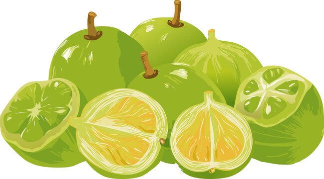 Tropical edible fruit with detailed anatomy and leaves
