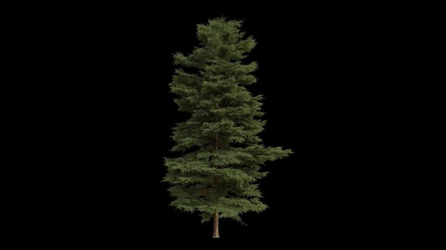 Red spruce Tree Swaying in Wind Loop Animation with Alpha Channel. Wind Blows The Eastern spruce Tree. Picea rubens Tree Leaves Swaying Loop Animation. Tree Branches Moving in Breeze. Transparent BG
