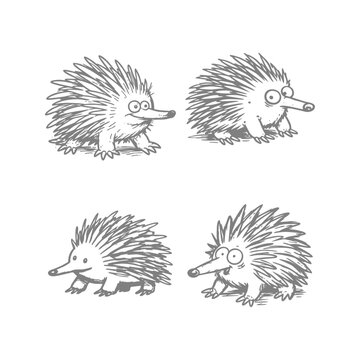 A set of hand-drawn cartoon echidnas in different poses. Ideal for childrens books, educational content, or whimsical design projects