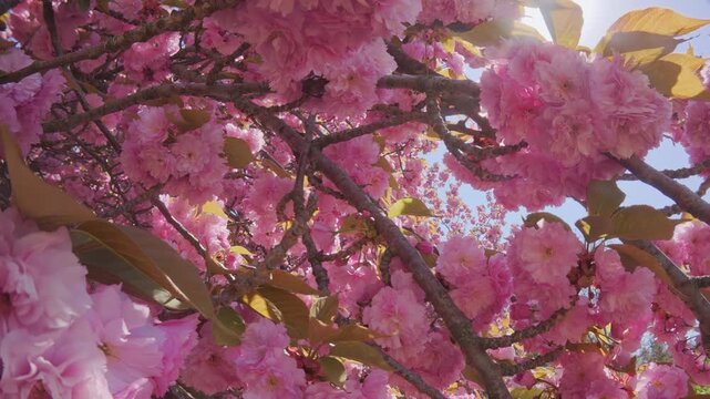 Moving along the rose-colored flowers of cherry blossom on blue sky background, backlit, close-up. Pink, double flowers of Japanese cherry tree, Prunus serrulata Kanzan are in full bloom
