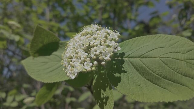 Close-up of blooming Wayfarer, Viburnum lantana with small white flowers and green leaves