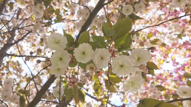 Close-up view from the bottom up of white flowers on cherry blossom on blue sky background. White, double flowers of Japanese cherry tree, Prunus serrulata Kanzan are in full bloom