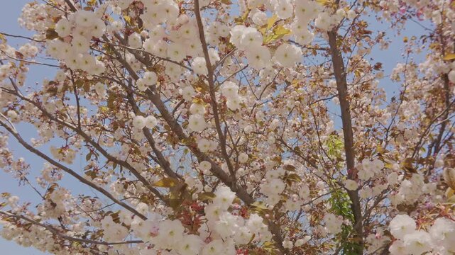 Motion under cherry blossom in white flowers on blue sky background, view from below. White, double flowers of Japanese cherry tree, Prunus serrulata Kanzan are in full bloom