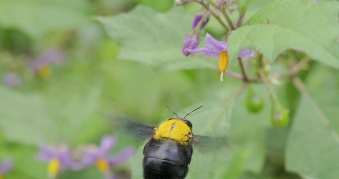 Vibrant Closeup: Yellow-capped Carpenter bee hovering lands shaking a Wild Brinjal flower to release pollen; buzz pollination slow motion
