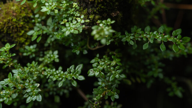 beautiful macro photography of tiny green pilea microphylla leaves highlighting natural textures and vibrant organic colors in a moist tropical garden environment during daytime