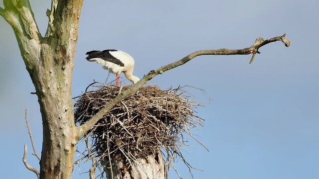 Cigogne blanche (Ciconia ciconia) seule sur son nid perch&eacute;, comportement de nidification en milieu naturel