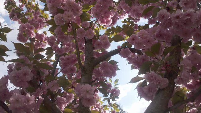 View from below looking up of rose-colored flowers on cherry blossom in blue sky background. Pink, double flowers of Japanese cherry tree, Prunus serrulata Kanzan are in full bloom