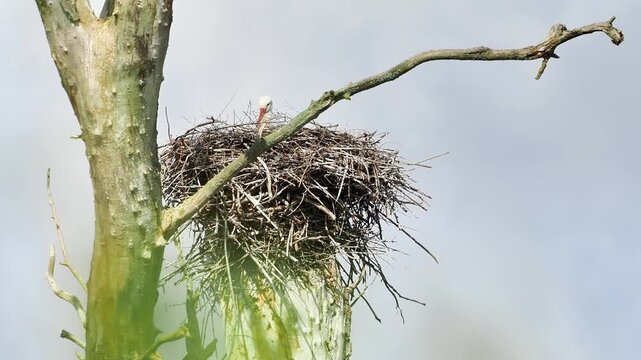 Cigogne blanche (Ciconia ciconia) seule sur son nid perch&eacute;, comportement de nidification en milieu naturel