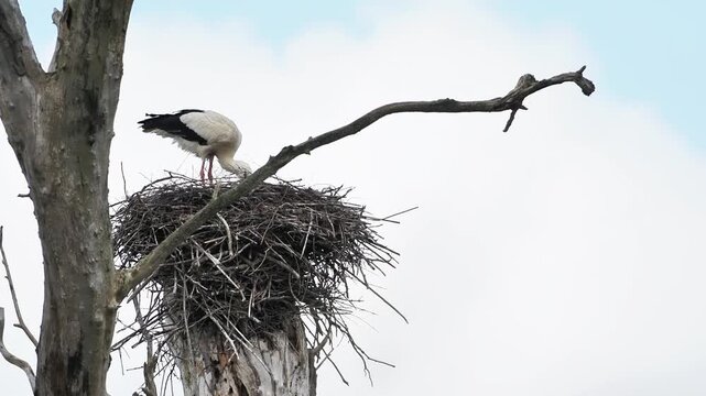 Cigogne blanche (Ciconia ciconia) seule sur son nid perch&eacute;, comportement de nidification en milieu naturel