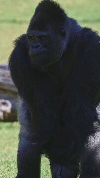 A large black gorilla is walking in a grassy field