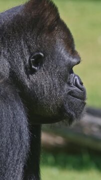 A gorilla is standing in front of a wooden fence