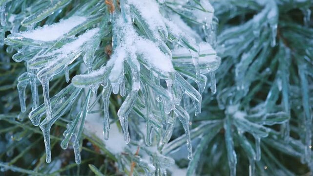 Close up of evergreen pine tree branches heavily covered in frozen rain and white snow