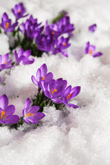 Spring crocus in the snow, lit by the sun