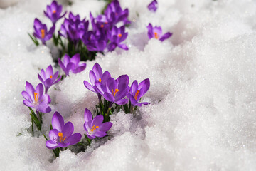 Spring crocus in the snow, lit by the sun
