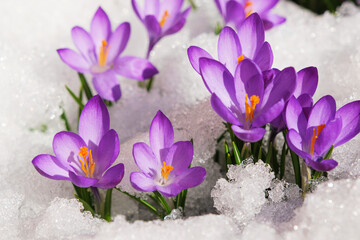 Spring crocus in the snow, lit by the sun