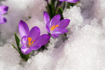 Spring crocus in the snow, lit by the sun