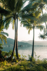 Obraz premium Scenic road lined with coconut palm trees along the coast. Tropical island pathway in Thailand.