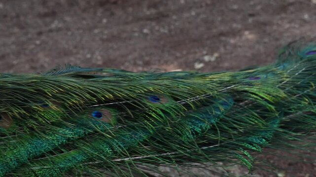 A CLOSE LOOK AT THE PLUMAGE OF A PEACOCK