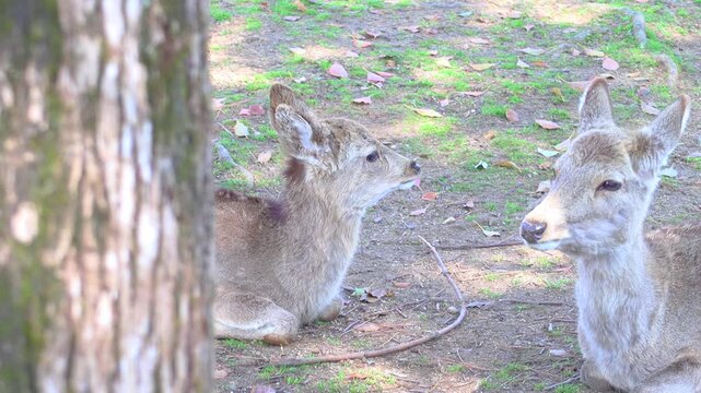 奈良公園の鹿