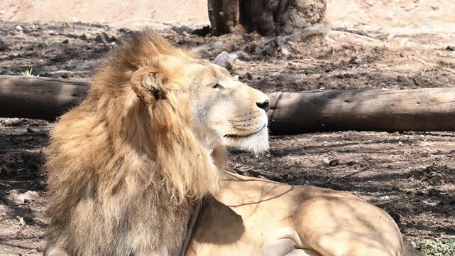 CLOSE-UP ON MALE LION'S HEAD