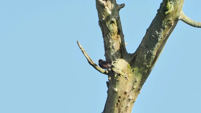&Eacute;tourneaux sansonnets (Sturnus vulgaris) perch&eacute;s sur un arbre mort, comportement gr&eacute;gaire en milieu naturel