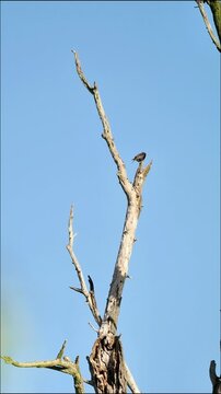 &Eacute;tourneaux sansonnets (Sturnus vulgaris) perch&eacute;s sur un arbre mort, comportement gr&eacute;gaire en milieu naturel