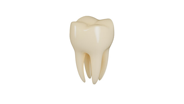 3D dental model with natural enamel tone, showcasing realistic tooth color and healthy gum structure.