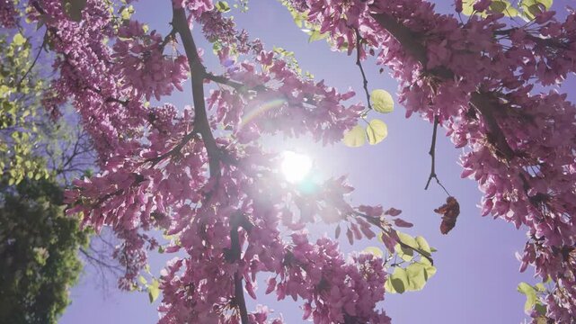 Branches with pink-purple flowers of a blooming Cercis Redbud tree against a blue sky, backlit in the sun, bottom view
