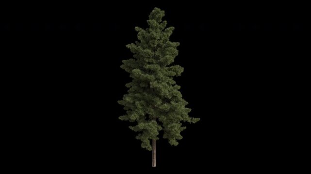 Japanese umbrella pine Tree Swaying in Wind Loop Animation with Alpha Channel. Wind Blows The Sciadopitys verticillata Tree. Tree Leaves Swaying Loop Animation. Tree Branches Moving in Breeze