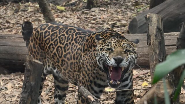 JAGUAR ROARING IN THE ZOO
