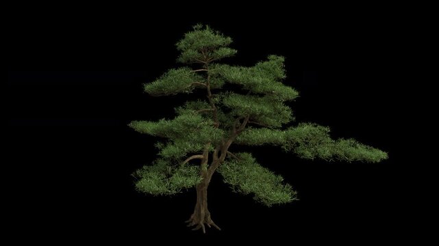 Buddhist Pine Tree Swaying in Wind Loop Animation with Alpha Channel. Wind Blows The Yew plum pine Tree. Podocarpus macrophyllus Tree Leaves Swaying Loop Animation. Tree Branches Moving in Breeze